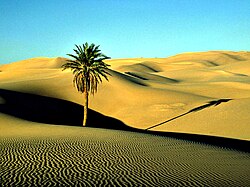 Phoenix dactylifera Saharan date palm in the Saharan Libyan Desert, Cyrenaica - Southeastern Libya.