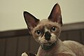 Devon rex femmina (5 mesi)