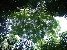 Simarouba amara canopy.JPG