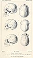 Schädel verschiedener ethnischer Gruppen illustriert von Werner