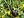 Berkas: Snail black on grass2.jpg (row: 17 column: 24 )