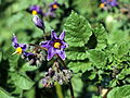 Solanum tuberosum Weißauge (04) .jpg