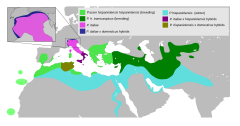 Mapa występowania