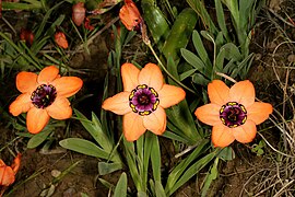 Sparaxis elegans.