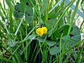 Medicago arabica.