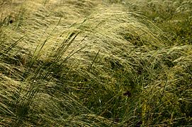 Ковила волосиста (Stipa capillata) на високому березі р. Рось