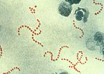 Vignette pour Streptococcus pyogenes