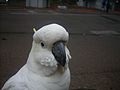 Sulphur Crested Cockatoo - panoramio.jpg