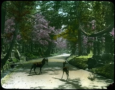 Tři jeleni stojící na cestě v hřbitovní zahradě; velké kvetoucí třešně, stálezelené a kamenné pomníky