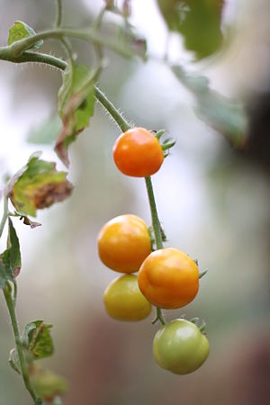 English: tomato plant with fruit. മലയാളം: തക്ക...