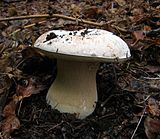 Boletus barrowsii