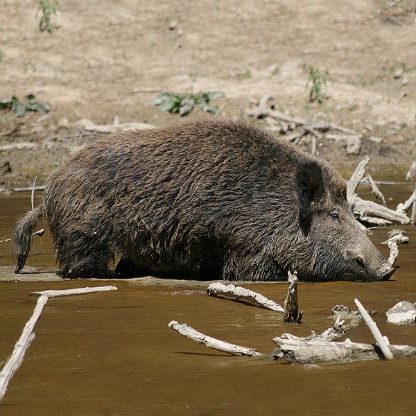 File:Wild Boar Habitat quadrat.jpg