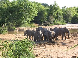 Yankari Elephants.jpg