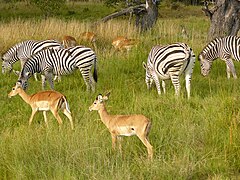 Burchell's zebras and impalas