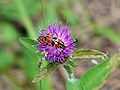 04/06/2009 à Trélissac Zygaena fausta