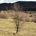 Hruška planá; strom bez lístia (november)