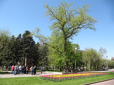 Тополь, переживший Сталинградскую битву