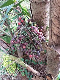 Fishtail palm fruits