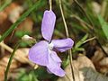 Hain-Veilchen Viola riviniana