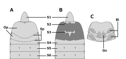 サソリモドキの後体第1-6節の腹面（A：通常の様子、B：蓋板を除去した様子、C：蓋板の内側）。第2-3節の書肺（Bl）と退化的な腹板（S2-3）は常に蓋板（Op）に覆われており、それぞれの蓋板の両後端に気門（Sp）が開いている。