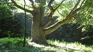 Detail Blick von Norden