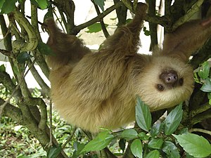 English: a 2-toed sloth at the Jaguar Rescue C...