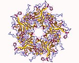 Human papillomavirus protein
