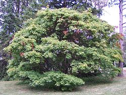 Acer cissifolium Morton 1073-58-1. jpg