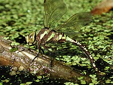 Dragonfly+nymph+eating