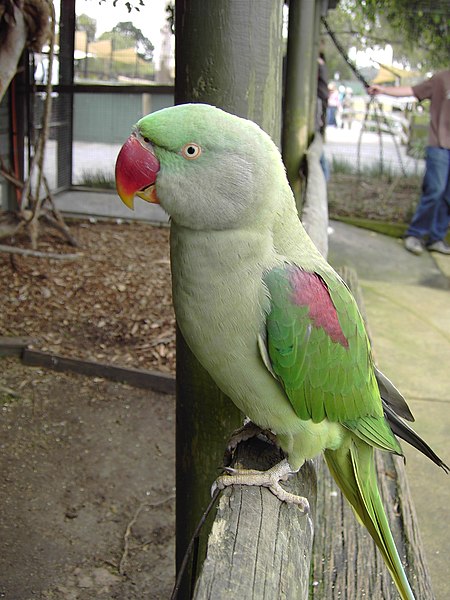 450px-Alexandrine_Parakeet-Psittacula_eupatria-Symbio_wildlife_park-NSW.jpg