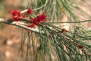 Female inflorescence