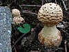 Specimens of carrot-foot Amanita