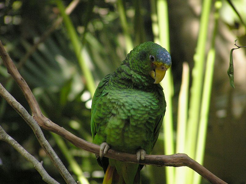 800px-Amazona_xantholora_-Xcaret_Eco_Park_-Mexico-8a.jpg