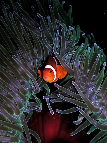 Анемоновая рыба (Amphiprion ocellaris) среди щупалец анемона Heteractis magnifica