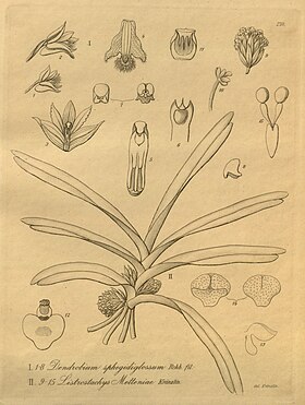 Ancistrorhynchus metteniae (fig. II 9-15) Heinrich Gustav Reichenbach: Xenia Orchidacea
