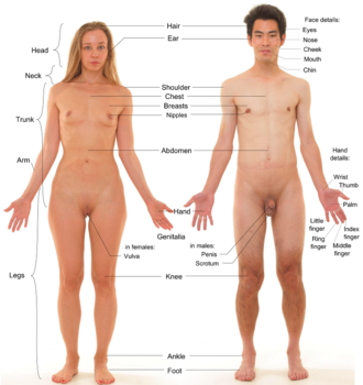 Basic anatomical features of female and male humans. These models have had body hair and male facial hair removed and head hair trimmed. Anterior view of human female and male, with labels 2.png