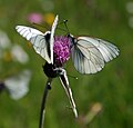 Baumweißling (Aporia crataegi)