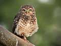 2. Üregi bagoly (Athene cunicularia) Goiânia közelében, a brazíliai Goiás államban (javítás)/(csere)