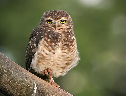 Uma coruja-buraqueira (Athene cunicularia) próximo a Goiânia, Goiás, Brasil. (definição 2 970 × 2 260)