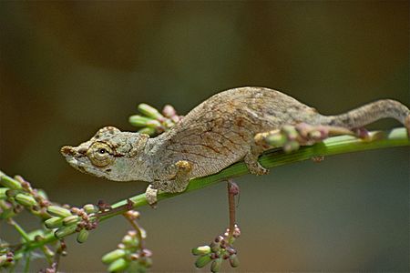 Calumma nasuta