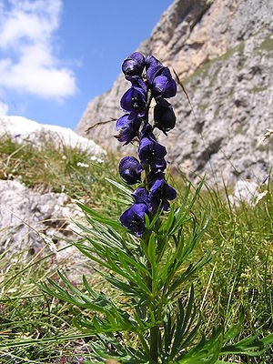 Blä Iisenhud (Aconitum napellus)