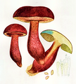 Neoboletus luridiformis