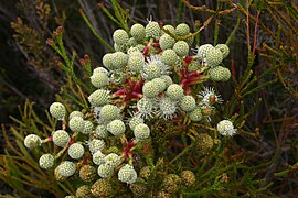 Brunia nodiflora