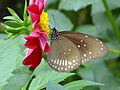 Schmetterling in den en:Royal Botanical Gardens, Peradeniya
