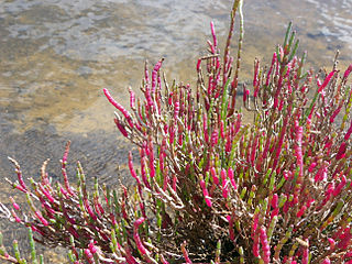 Salicornia quinqueflora (syn. Sarcocornia quinqueflora)