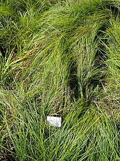 Description de l'image Carex depauperata - Botanical Garden, University of Frankfurt - DSC02725.JPG.