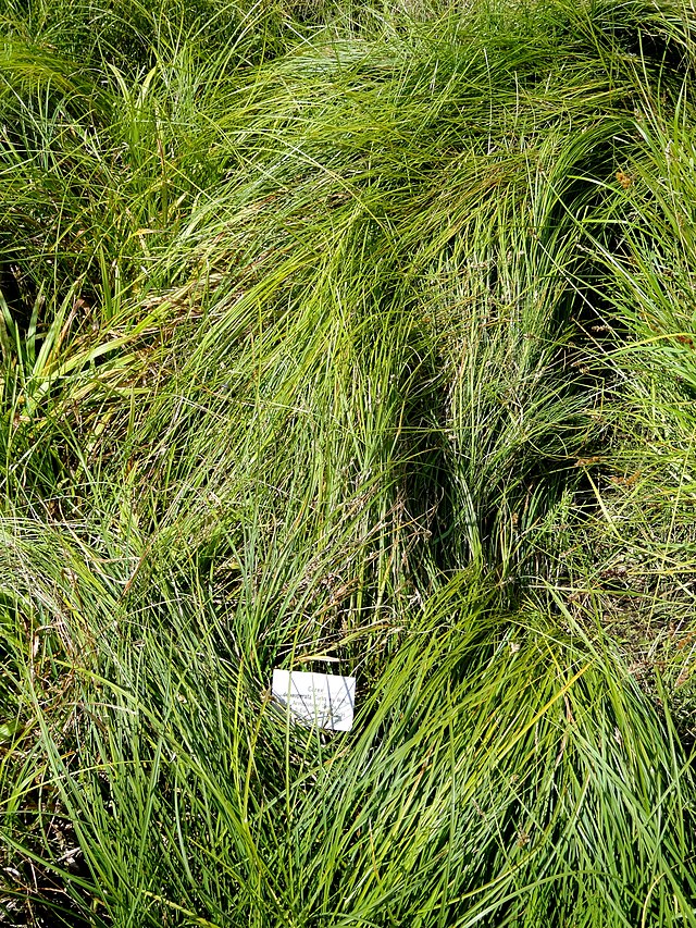 Description de l'image Carex depauperata - Botanical Garden, University of Frankfurt - DSC02725.JPG.