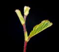 Przylistki chroniące młode liście grabu zwyczajnego Carpinus betulus