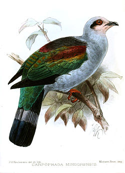 Illustration av John Gerrard Keulemans