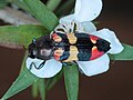 Castiarina bella variation